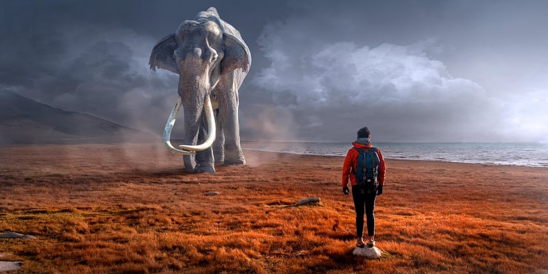 Safari encounters