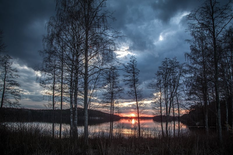 Sunlight in the Forest