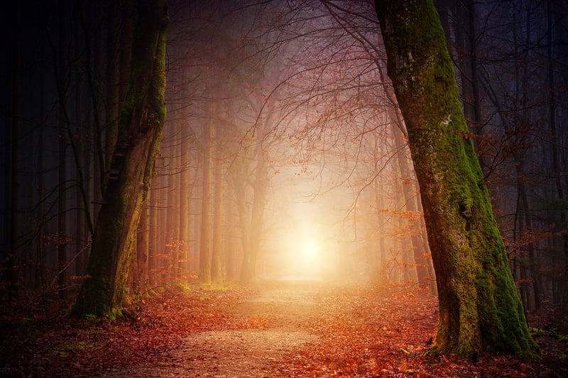 Forest Path